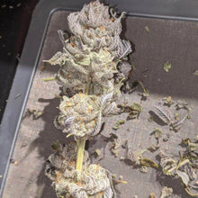 Load image into Gallery viewer, The Real Roze F3