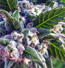 Load image into Gallery viewer, Royal Kush 10th Generation BX