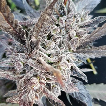 Load image into Gallery viewer, Royal Kush 10th Generation BX