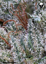 Load image into Gallery viewer, Scott's OG