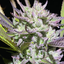 Load image into Gallery viewer, Royal Limez F3