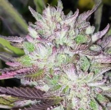 Load image into Gallery viewer, Royal Limez F3