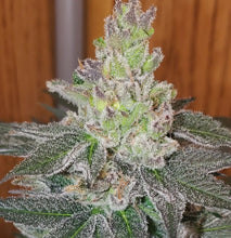 Load image into Gallery viewer, Mother Of All Cherries x (Garlic Breath x Modified Macberry Moonshine)