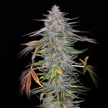 Load image into Gallery viewer, Ziggy's Stardust F1