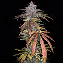 Load image into Gallery viewer, Ziggy's Stardust F1