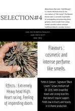 Load image into Gallery viewer, Balochistan #4