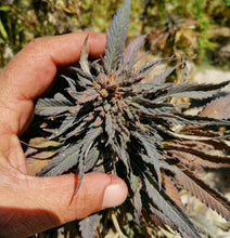 Load image into Gallery viewer, Balochistan #4