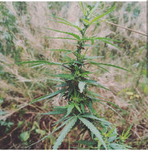 Load image into Gallery viewer, Cambodia