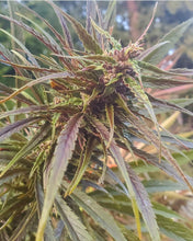 Load image into Gallery viewer, Cambodia