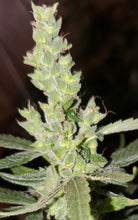 Load image into Gallery viewer, Grimy Ranarr