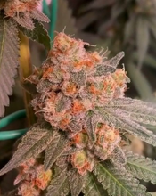 Load image into Gallery viewer, Dragons Glue