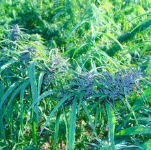 Load image into Gallery viewer, Manipur Burma