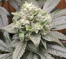 Load image into Gallery viewer, Mother Of All Cherries x Mai Tai Pie