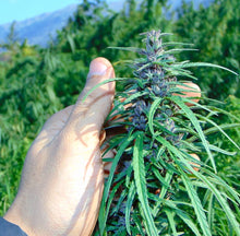 Load image into Gallery viewer, Manipur Burma