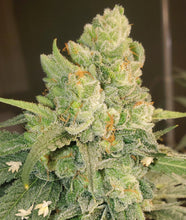 Load image into Gallery viewer, Mother Of All Cherries #1 F2