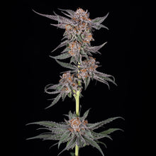 Load image into Gallery viewer, Old Family Purple F2R1