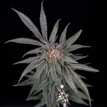 Load image into Gallery viewer, Old Family Purple F2R1