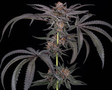 Load image into Gallery viewer, Old Family Purple F2R1