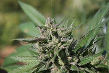 Load image into Gallery viewer, Pina Swirl