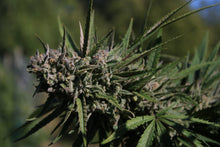 Load image into Gallery viewer, Pina Swirl