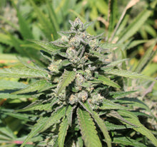 Load image into Gallery viewer, Pina Swirl