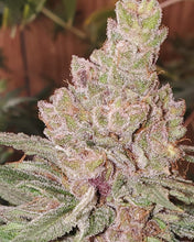 Load image into Gallery viewer, Charlie Foxtrot