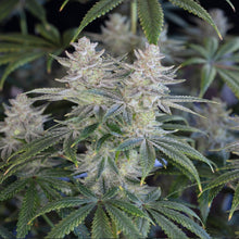 Load image into Gallery viewer, Romulan BX1