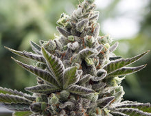 Load image into Gallery viewer, Scott's OG