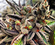 Load image into Gallery viewer, Scott's OG