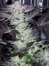 Load image into Gallery viewer, Slippery Slope