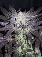 Load image into Gallery viewer, Slippery Slope