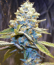 Load image into Gallery viewer, Star Killer OG