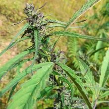 Load image into Gallery viewer, Wailing Valley