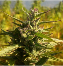 Load image into Gallery viewer, Wailing Valley