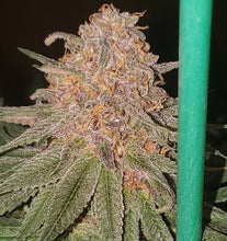 Load image into Gallery viewer, White Cherry