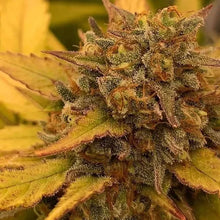 Load image into Gallery viewer, Zamal Dreams