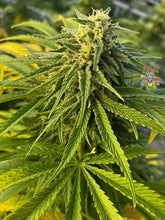 Load image into Gallery viewer, Zamal Dreams