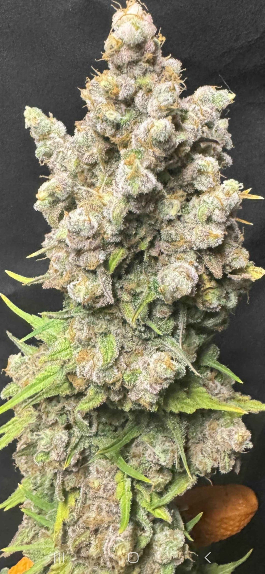 Mother Of All Cherries #2 F2