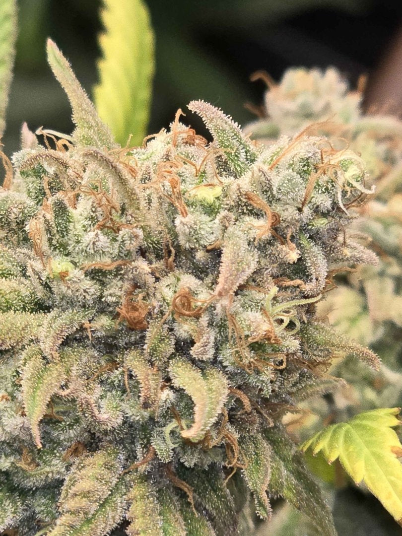 Mother Of All Cherries x (Garlic Breath x Modified Macberry Moonshine)