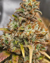 Load image into Gallery viewer, Super Lemon Haze
