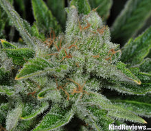 Load image into Gallery viewer, Ghost Train Haze #1
