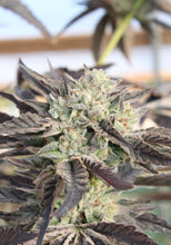 Load image into Gallery viewer, Triangle Kush x T1000
